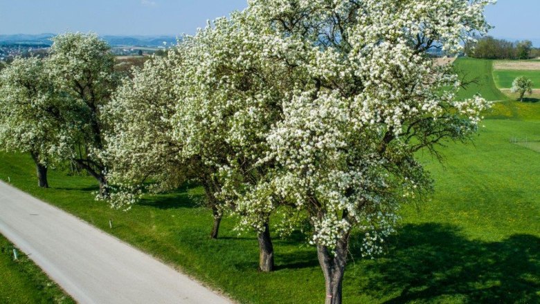 Bl&uuml;hende B&auml;ume entlang einer Landstra&szlig;e in einer gr&uuml;nen Landschaft.