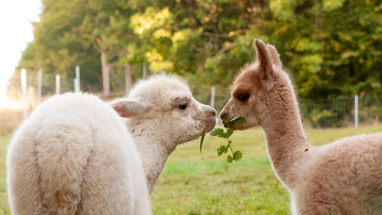 Freddy und Ilvy, © Alpakagarten Texingtal