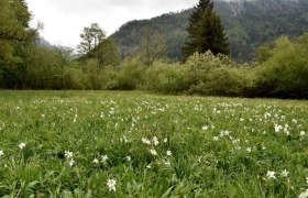 Show meadow water cluster near Lunz am See, © David Bock