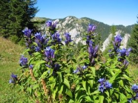 WANDERBLUME ST. AEGYD_6 - Schwalbenschwanzenzianweg, &copy; Nordisches Zentrum St. Aegyd