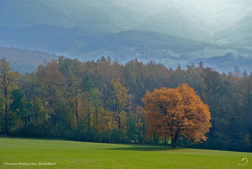 Elsbeere im Herbstkleid