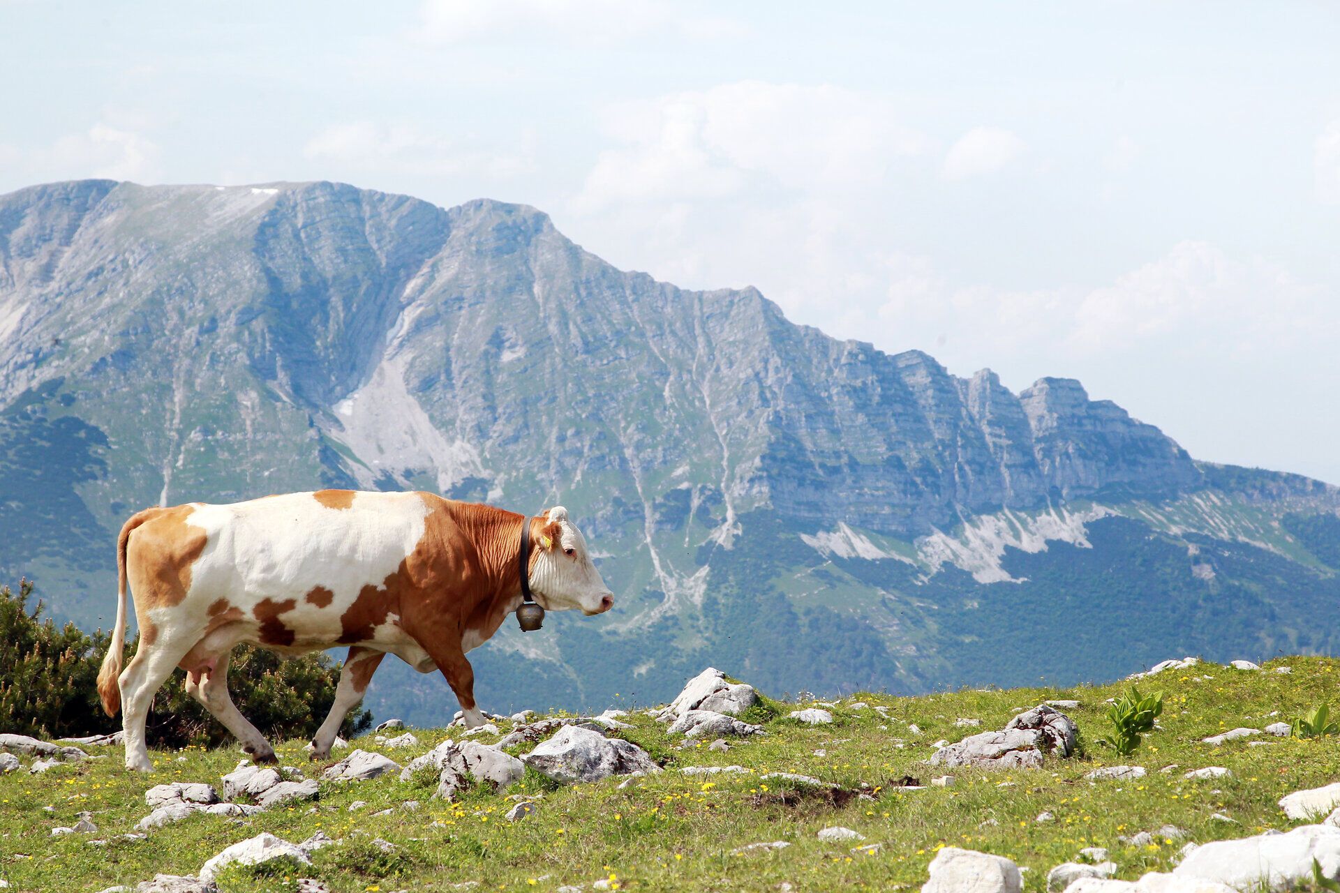 In der sanften Sommerlandschaft grast eine Kuh friedlich auf der saftigen Wiese, umgeben von majestätischen Bergen. Die klare Luft und die idyllische Kulisse laden dazu ein, die Ruhe der Natur zu genießen und die Schönheit der Umgebung zu erkunden.