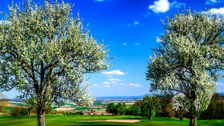Fruit tree blossom at the golf course, © Pressefoto Lackinger