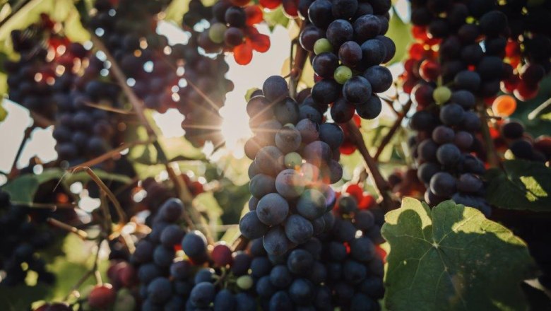 Altenriederer fruit farm, &copy; Monika Jungwirth, Karma & Pitch