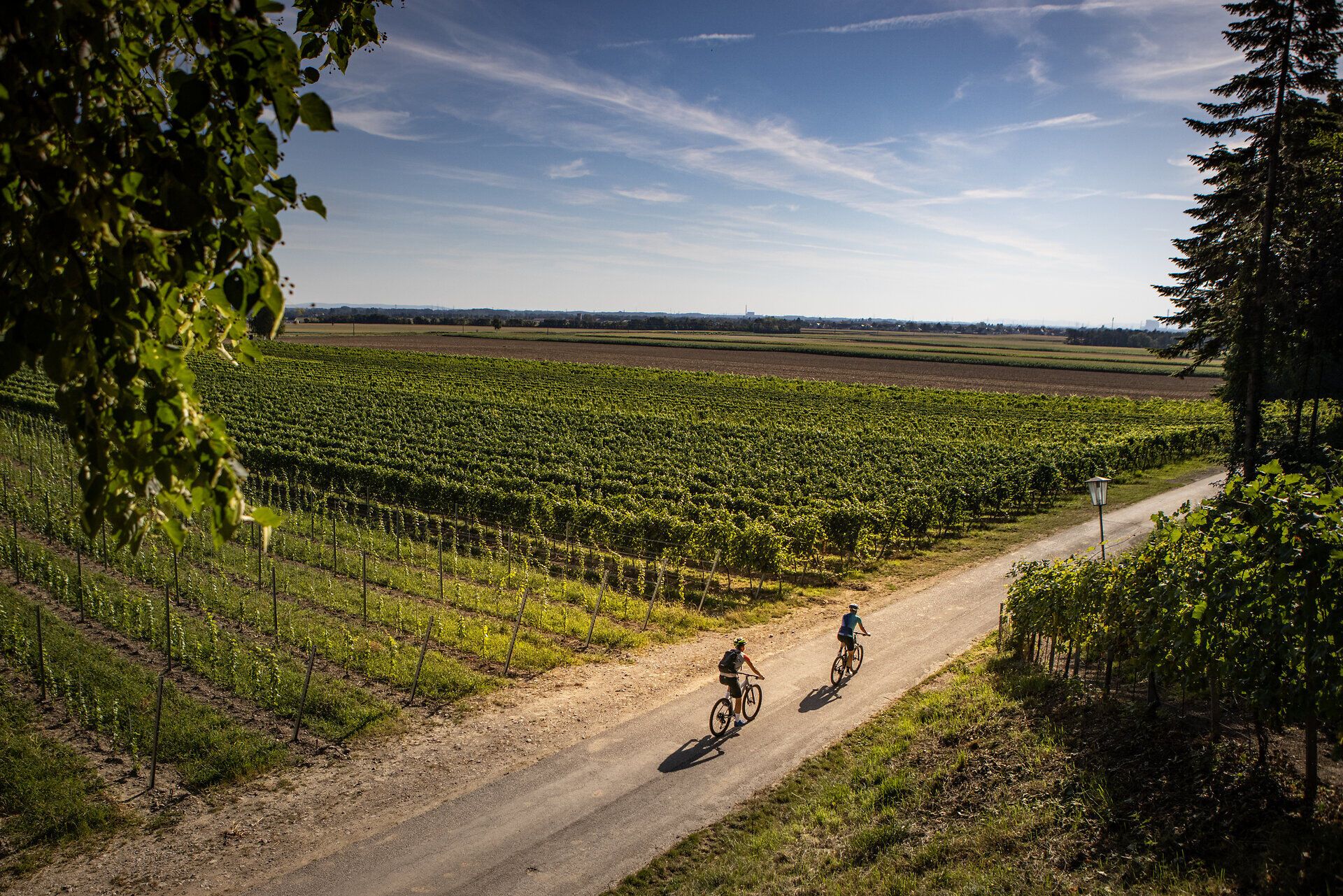 Die sanften Hügel des Weinlandes laden zu einer erfrischenden Mountainbiketour ein. Radfahrer gleiten entlang der malerischen Weinreben, während die Sonne den Himmel in warmen Farben erleuchtet. Hier, wo Natur und Abenteuer aufeinandertreffen, wird jeder Moment zum unvergesslichen Erlebnis.