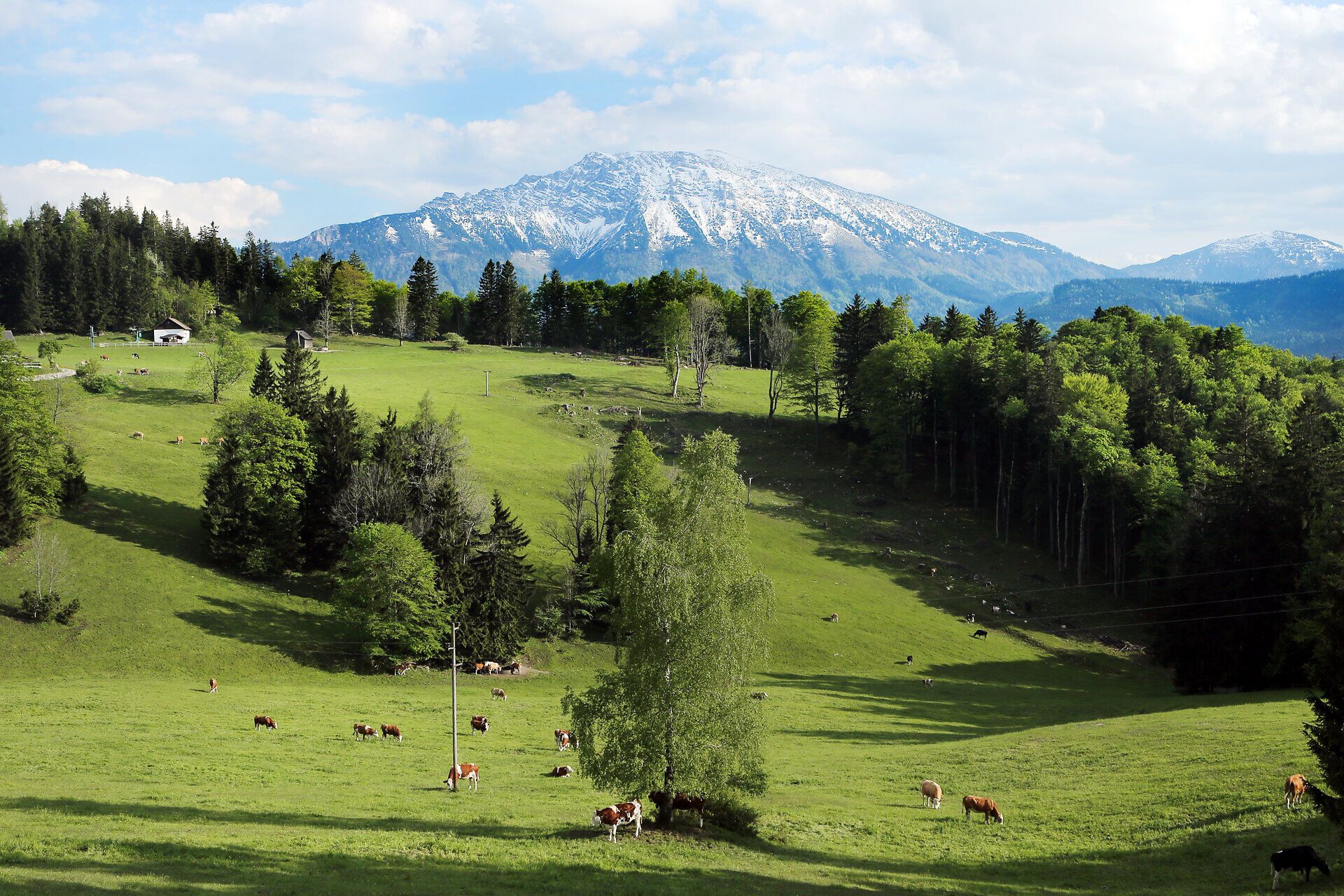 Die sanften Hügel und die majestätischen Berge laden zu unvergesslichen Erlebnissen in der Natur ein. Frisches Grün und blühende Wiesen schaffen eine harmonische Kulisse, während die Kühe friedlich grasen. Hier, im Frühling, entfaltet sich die Schönheit der Landschaft in voller Pracht.