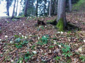 Scheiklh&ouml;he_Rundweg_6_Stengelloser Enzian, &copy; Nordisches Zentrum St. Aegyd