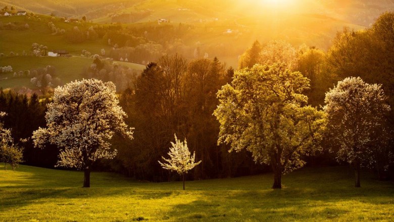 Photo point pear trees sunset, &copy; schwarz-koenig.at
