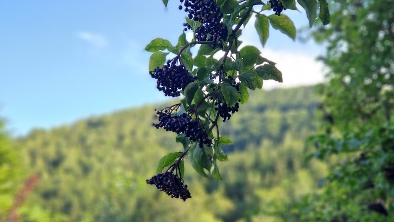 Garden, © Ferienhaus Kräuterhäusl