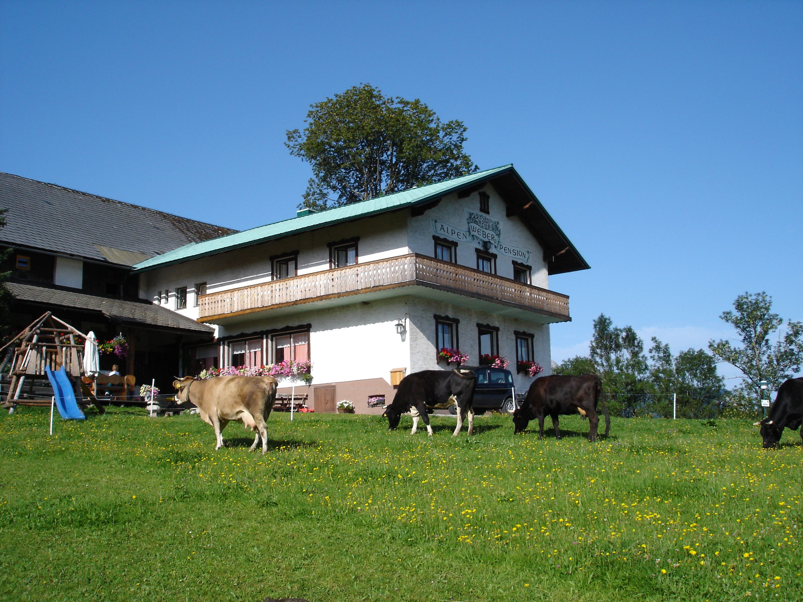 Bauernhof mit Kühen auf einer Wiese und einem Gebäude im Hintergrund.
