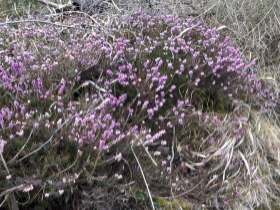 Scheiklh&ouml;he_Rundweg_6_Stengelloser Enzian, &copy; Nordisches Zentrum St. Aegyd