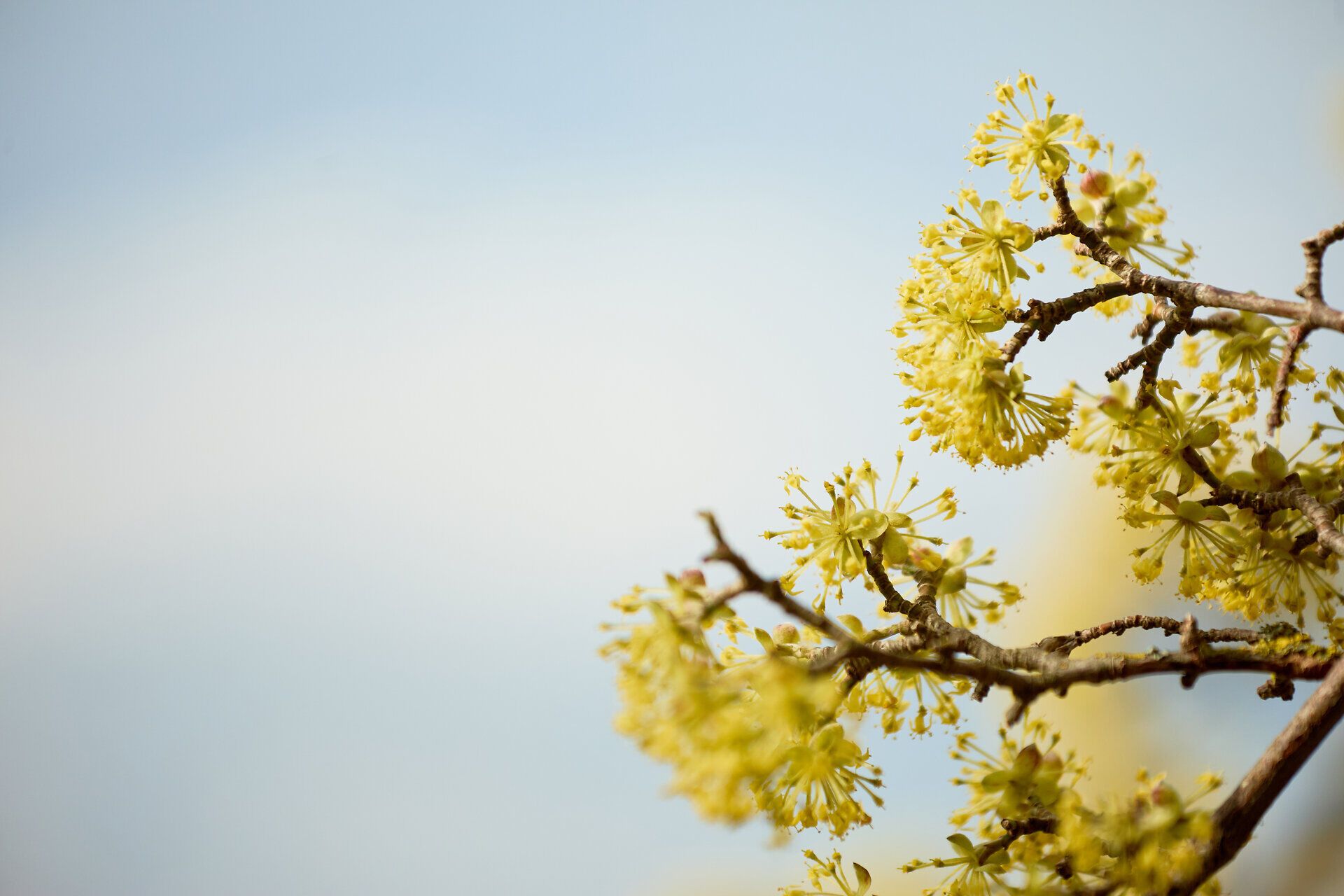 Die zarten, leuchtend gelben Blüten des Dirndls erblühen im Frühling und verleihen der Landschaft einen Hauch von Magie. Ein Spaziergang durch die blühenden Bäume lädt dazu ein, die frische Luft und die Schönheit der Natur zu genießen. Hier, wo die Dirndlblüten blühen, wird jeder Schritt zu einem unvergesslichen Erlebnis.