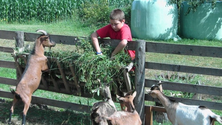 strassbauer_lothspieler_goat_feeding, &copy; Lothspieler