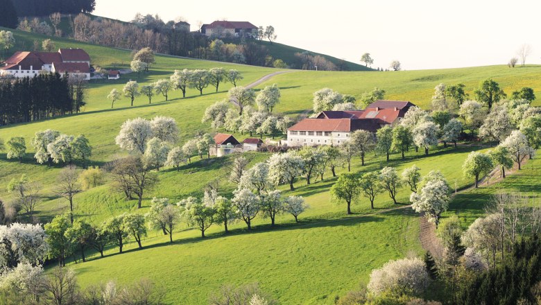 Bujná kvetoucí nádhera, © weinfranz.at