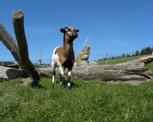 Cameroon Sheep Sheki, © Familie Schweighuber