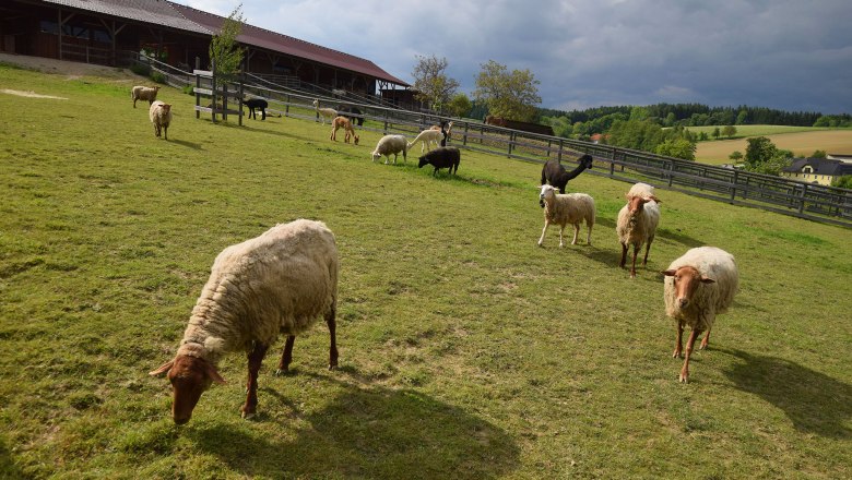 Schafe am Esperanzahof, © Mag.a Martina Kotzina, Esperanza- Zentrum für tierunterstützte Pädagogik