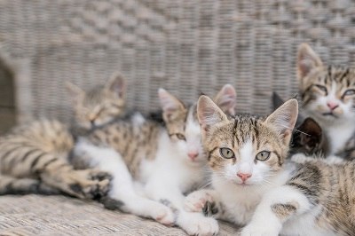 Cat alarm, &copy; Einkehrhof Poggau