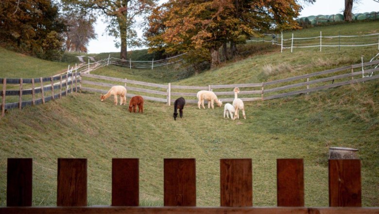 Alpacas on the pasture, © Wagner-Hubbauer
