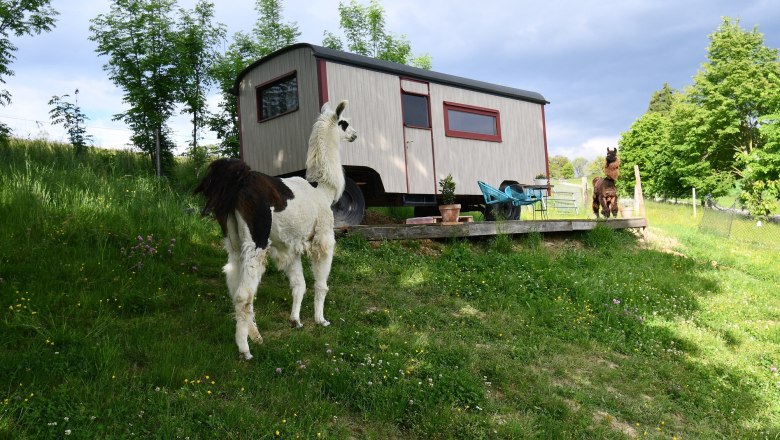 Leopold-der Lamah&uuml;tewagen, &copy; lamawanderland
