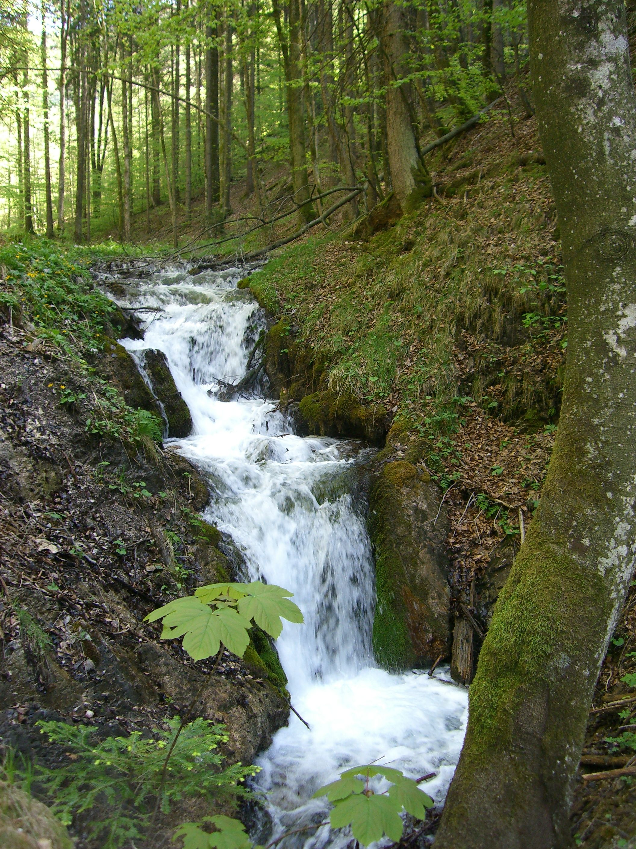 Ein kleiner Wasserfall im Wald, umgeben von Bäumen und Moos.