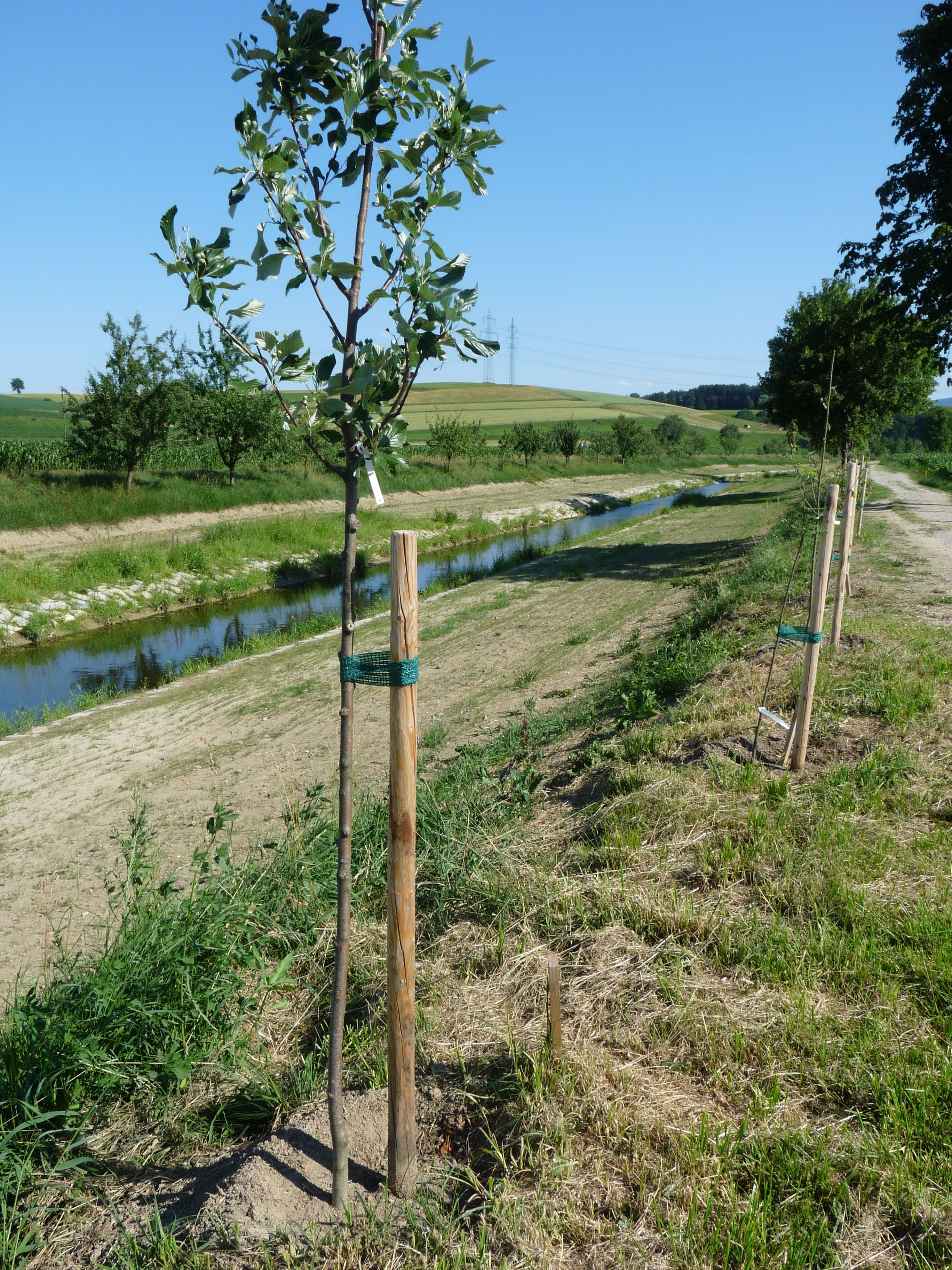 Junge Bäume entlang eines Flusses auf einem Lehrpfad.