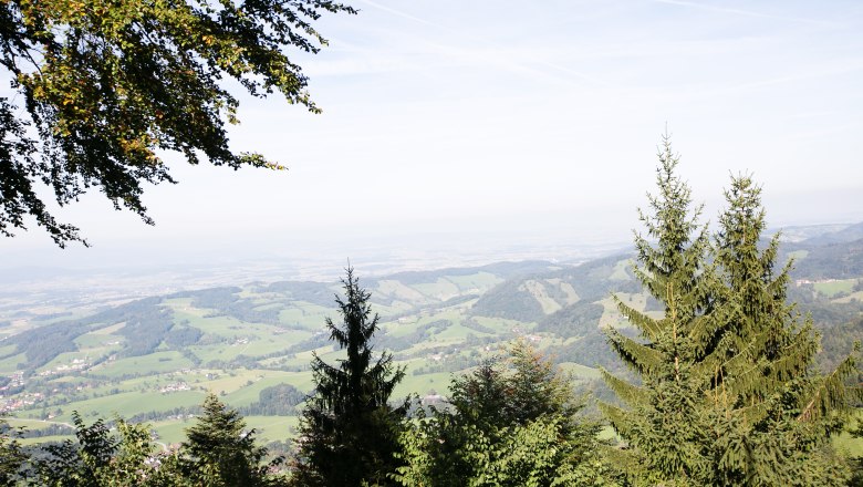 Panoramablick von der Gr&uuml;ntalkogelh&uuml;tte auf eine gr&uuml;ne H&uuml;gellandschaft mit B&auml;umen im Vordergrund.