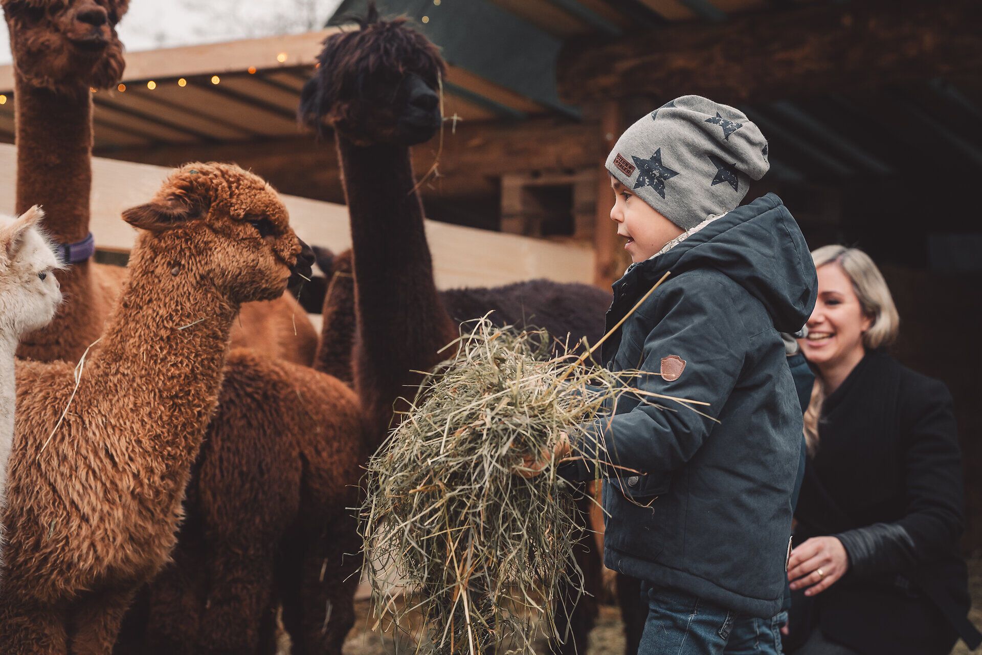 Kind füttert Alpaka mit Heu auf dem Adventmarkt in Scheibbs.