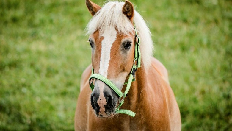 Vacation at the Zwergerlhof, &copy; schwarz-koenig.at