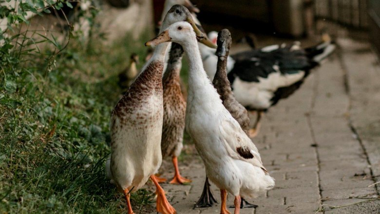 Vacation at the Zwergerlhof, &copy; schwarz-koenig.at