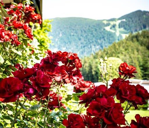 Garten, &copy; Hanifoto.at HANI OTTLIK