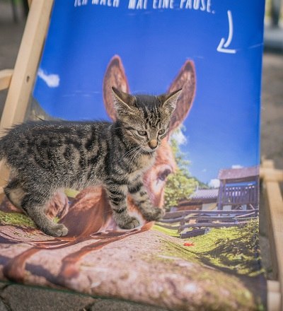 What's wrong with my ears, &copy; Einkehrhof Poggau