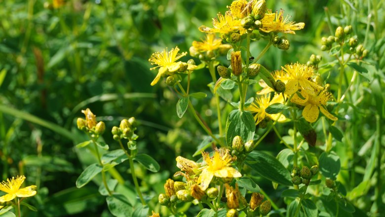 Yellow St. John's wort flowers in a green garden.