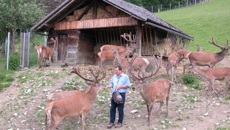 A man feeds deer in front of a wooden shed in an enclosure.