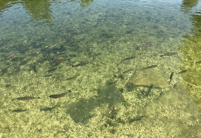 Schwimmen mit Fischen, &copy; Martin Ruckensteiner