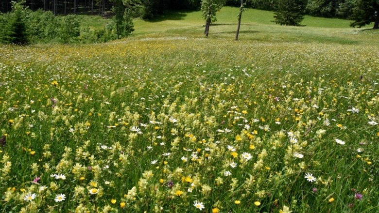 Show meadow Hochtal near Göstling an der Ybbs, © David Bock