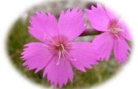 WANDERBLUME ST. AEGYD_10 - Steinnelkenweg, &copy; Nordisches Zentrum St. Aegyd