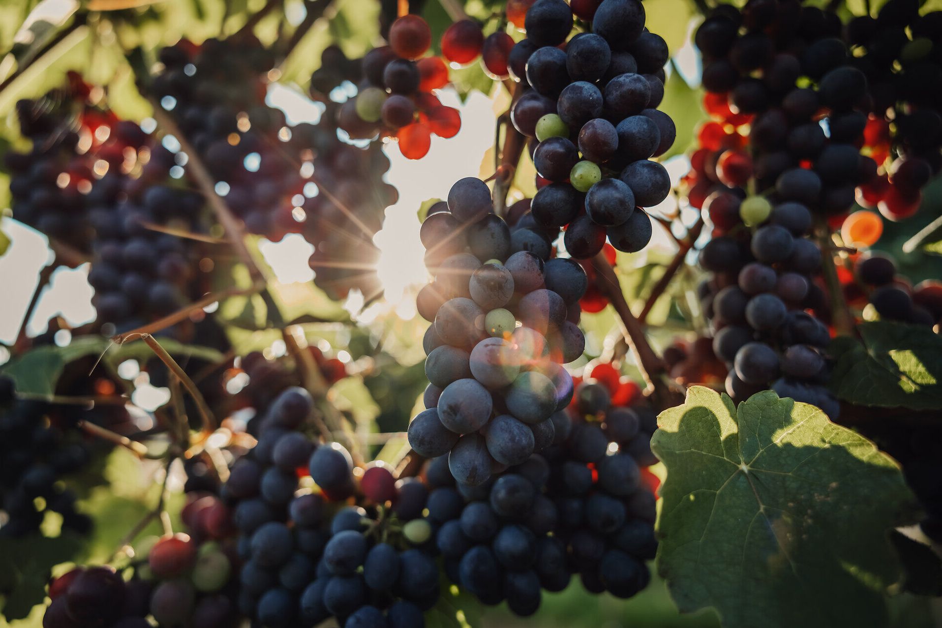 Saftige Trauben hängen in voller Pracht an den Reben und fangen das Licht der untergehenden Sonne ein. Der Duft von frischem Obst erfüllt die Luft und lädt dazu ein, die köstlichen Früchte direkt vom Weinberg zu genießen.