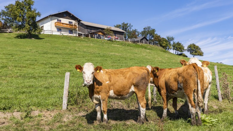 Auch die Kühe grasen gemütlich auf der Alm, © Theo Kust