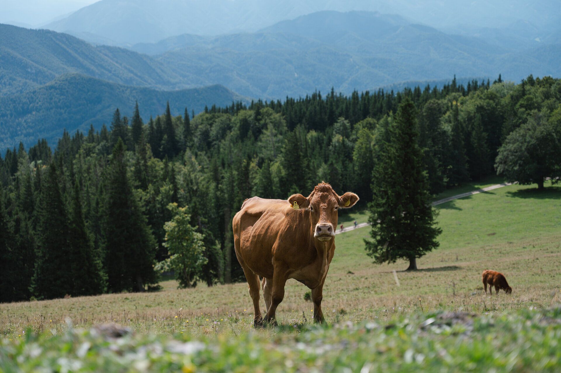 Wanderung zur Reisalpe im Rahmen der Gipfelklänge.
Gruppen wandern gemeinsam bergauf, begleitet von Musik und Vorfreude auf das Konzert am Gipfel.