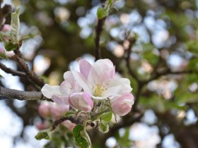 Bl&uuml;ten rund ums Stift, &copy; Marktgemeinde Seitenstetten