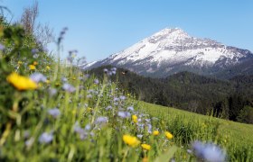 &Ouml;tscher mountain with snow-covered peak, surrounded by forests and a flower meadow in the foreground.