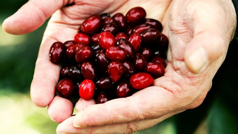 Symbol for the region: the tiny, dark red Cornelian cherries, © weinfranz.at