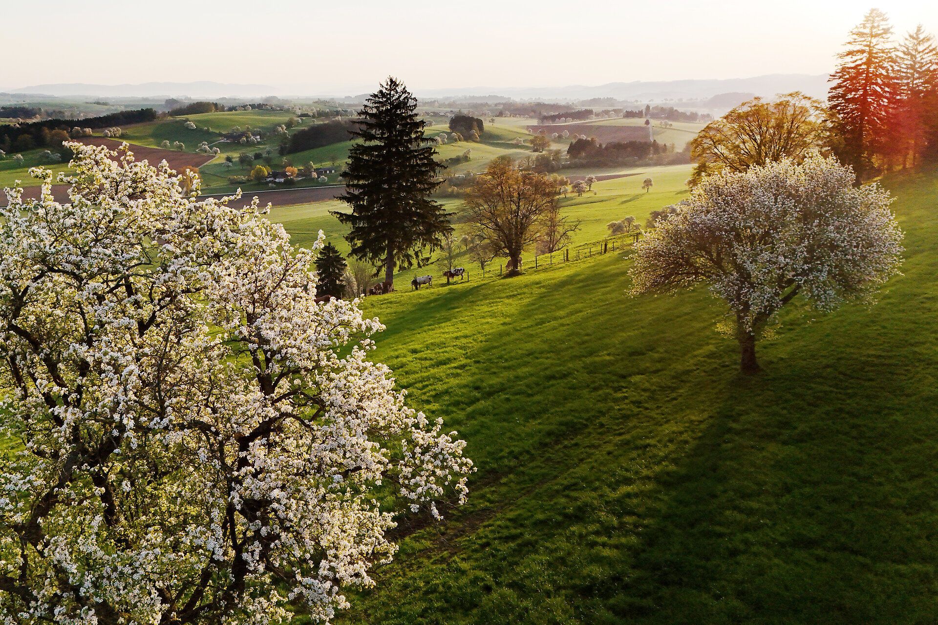 Landschaftsaufnahme von blühenden Birnbäumen.
