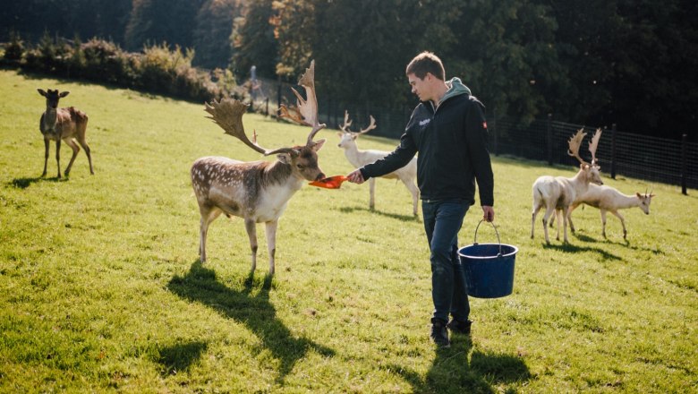 Ein Mann füttert Wildtiere von Hand auf einer Wiese.
