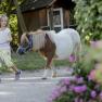 Pony leading, © schwarz-koenig.at