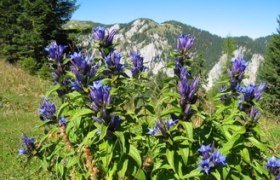 WANDERBLUME ST. AEGYD_6 - Schwalbenschwanzenzianweg, &copy; Nordisches Zentrum St. Aegyd