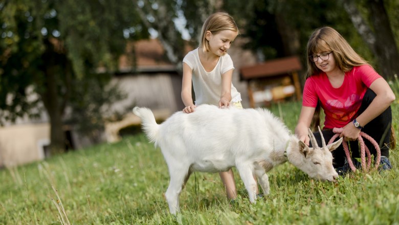 Ziege, &copy; schwarz-koenig.at