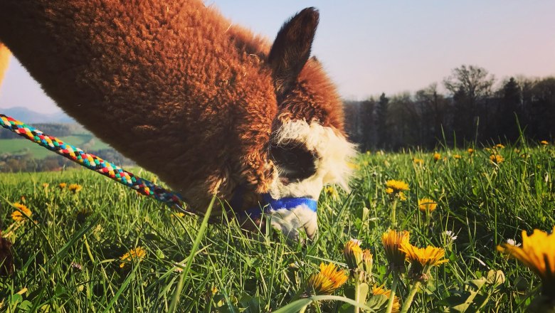 Dirndl Valley Alpaca, &copy; Marion Lorenz