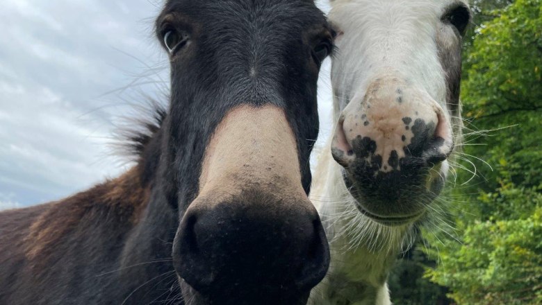 donkey-at-karnerhof, © Karnerhof