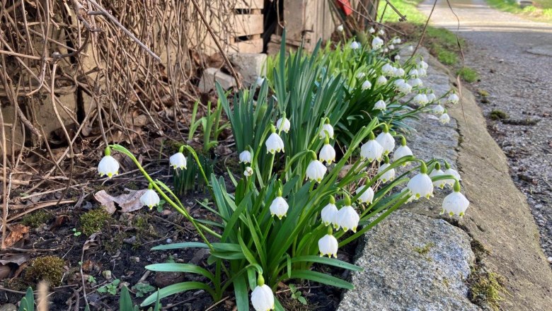 Harbingers of spring, &copy; Landhof Lydia